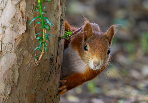 Eichhörnchen